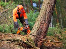 Best Tree Preservation Services  in Asheville, NC