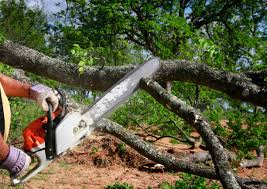 Best Lawn Grading and Leveling  in Asheville, NC