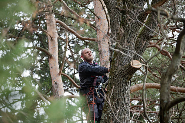 Best Root Management and Removal  in Asheville, NC