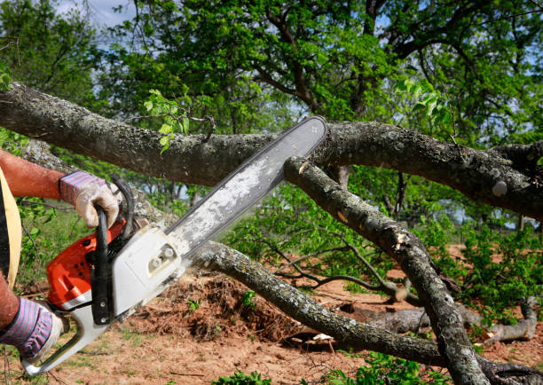 Best Stump Grinding and Removal  in Asheville, NC